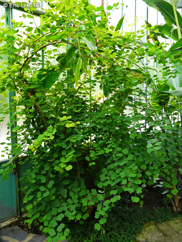 Fabaceae - Bauhinia galpinii - Arbre aux orchidées, Plume Africaine, Bois de boeuf rouge