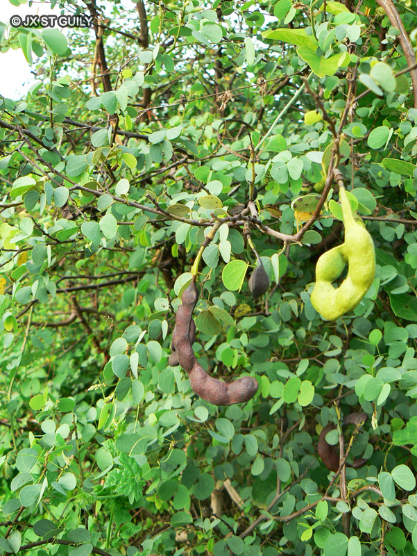 Fabaceae - Bauhinia rufescens, Bauhinia adansoniana - Arbre aux orchidées, Plume africaine, Bois de boeuf rouge