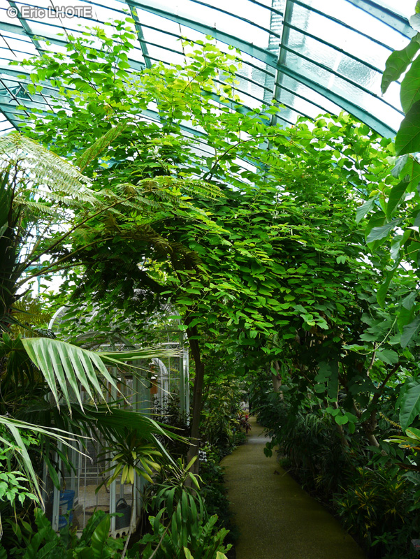  - Bauhinia variegata - 
