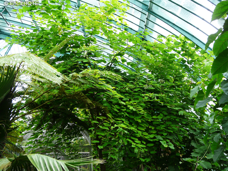 Fabaceae - Bauhinia variegata - Arbre aux orchid&eacute;es, Plume Africaine, Bois de boeuf rouge