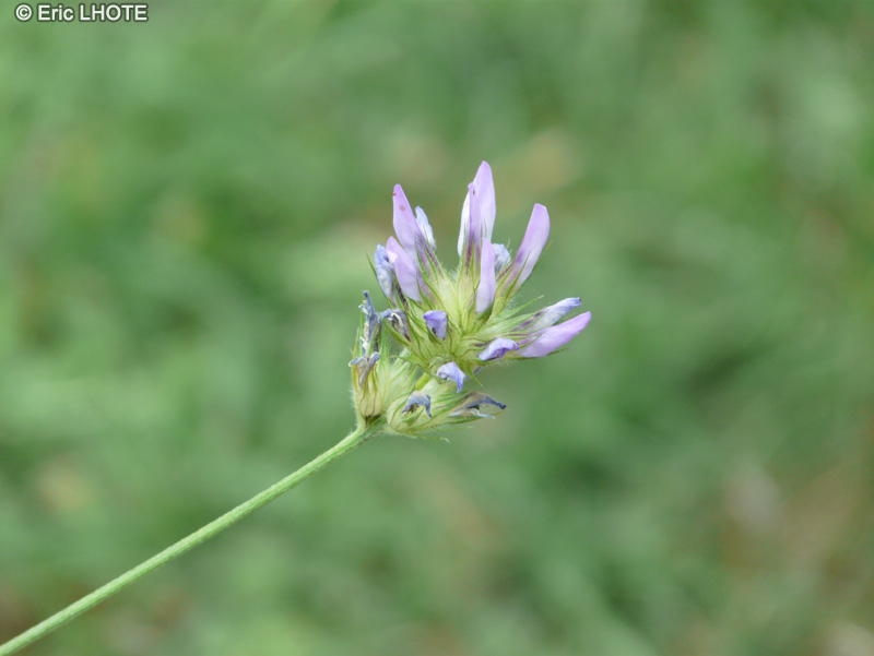  - Biserrula pelecinus - 
