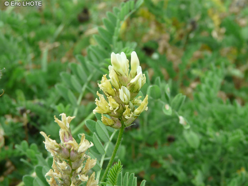  - Biserrula pelecinus - 