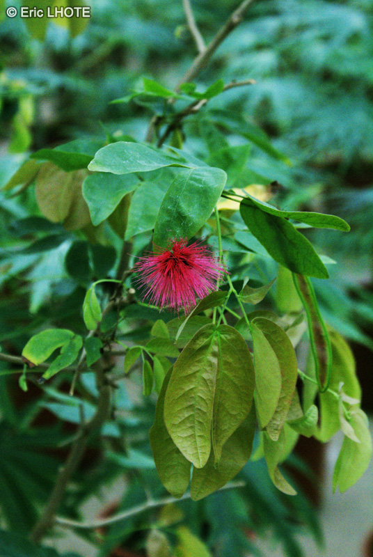  - Calliandra emarginata - 