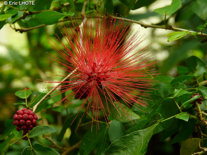  - Calliandra emarginata - 