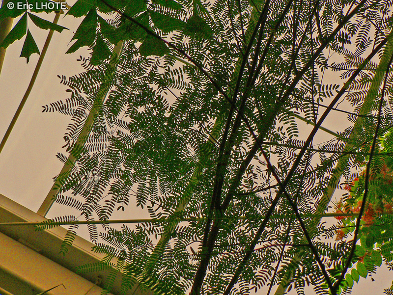  - Calliandra haematocephala - 