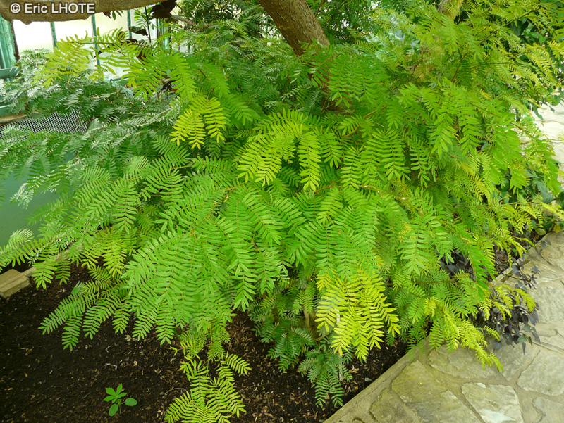  - Calliandra surinamensis - 