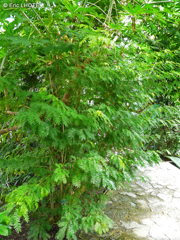 Fabaceae - Calliandra surinamensis - Arbre aux houppettes, Calliandre, Pompon de Marin, Pompom rouge