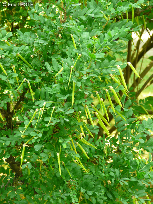  - Caragana microphylla - 