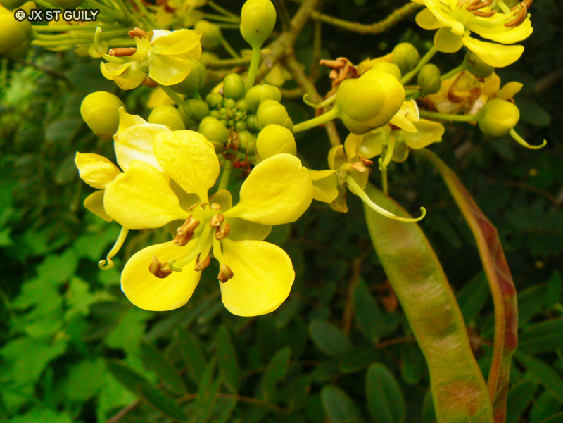  - Cassia siamea, Senna siamea - 