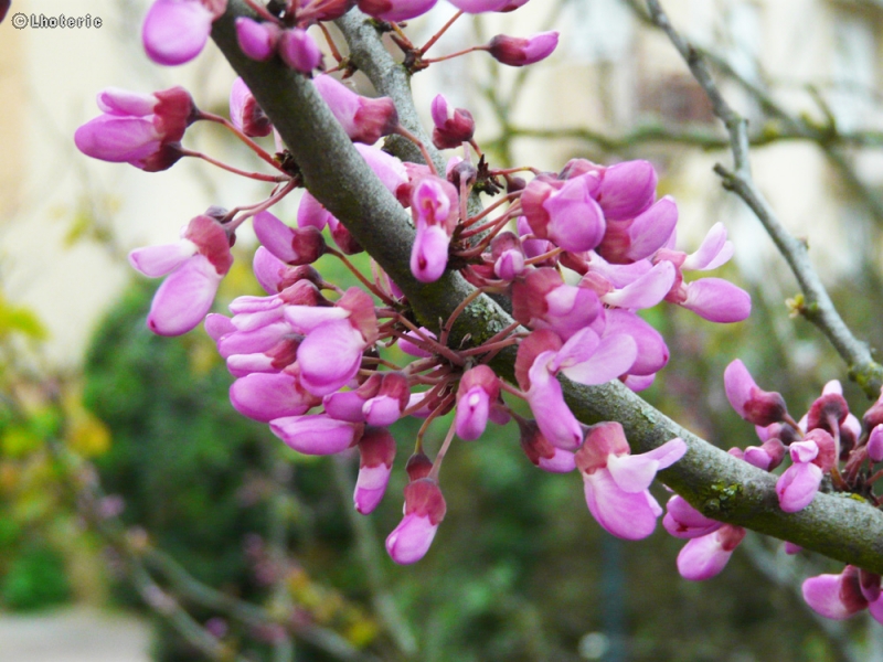  - Cercis siliquastrum - 