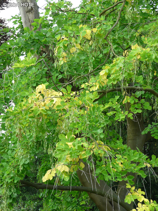  - Cladrastis lutea, Cladrastis tinctoria - 
