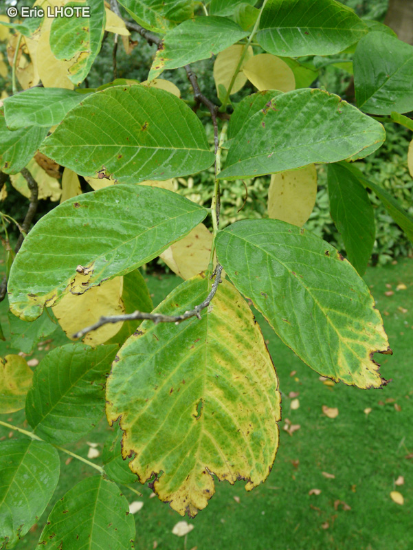  - Cladrastis lutea, Cladrastis tinctoria - 