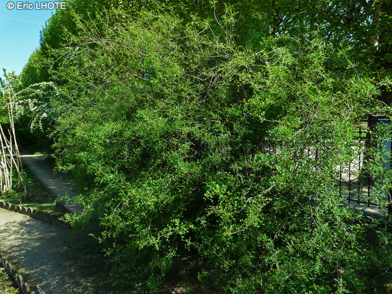 Fabaceae - Colutea persica - Baguenaudier