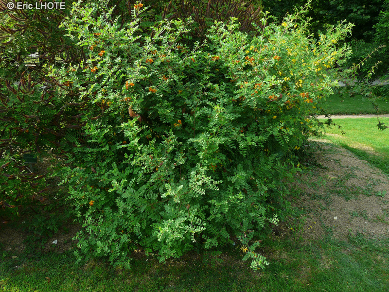 Fabaceae - Colutea x media Copper Beauty - Baguenaudier