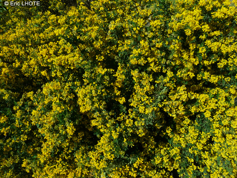 Fabaceae - Coronilla scorpioides - Coronille queue de scorpion, Coronille scorpio&iuml;de, Coronille faux scorpion