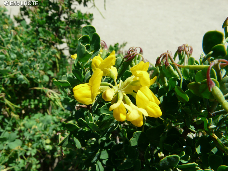  - Coronilla valentina ssp. Glauca - 
