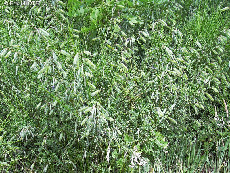  - Cytisus scoparius - 