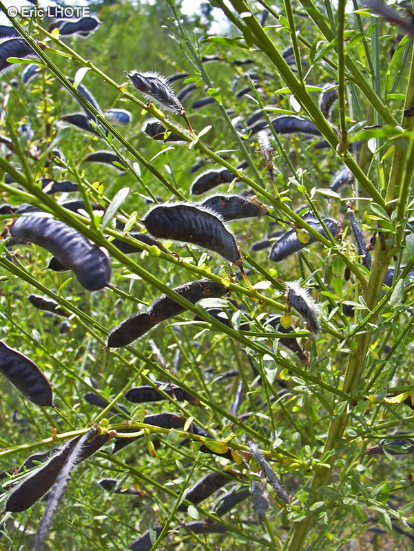  - Cytisus scoparius - 