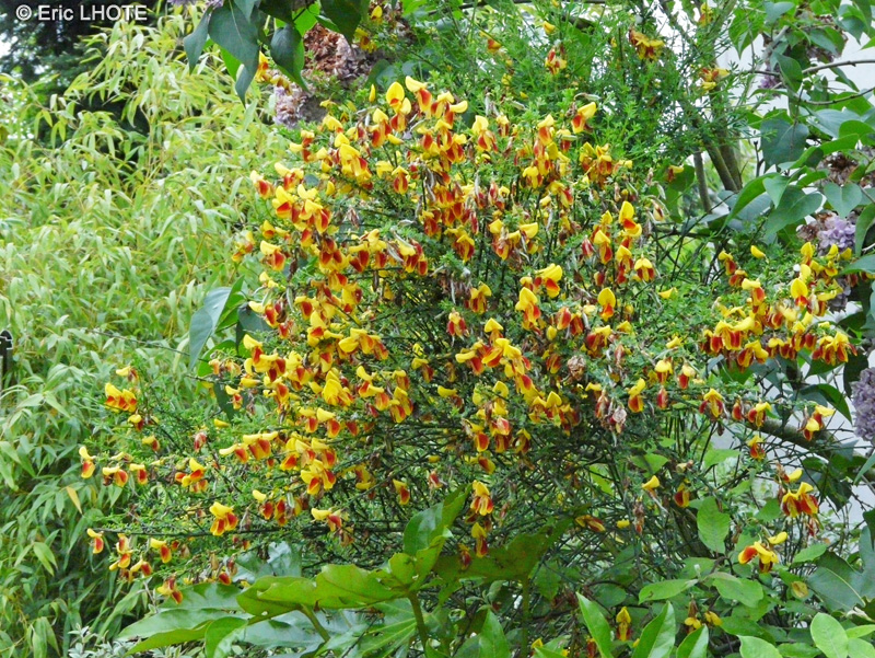  - Cytisus scoparius Andreanus - 