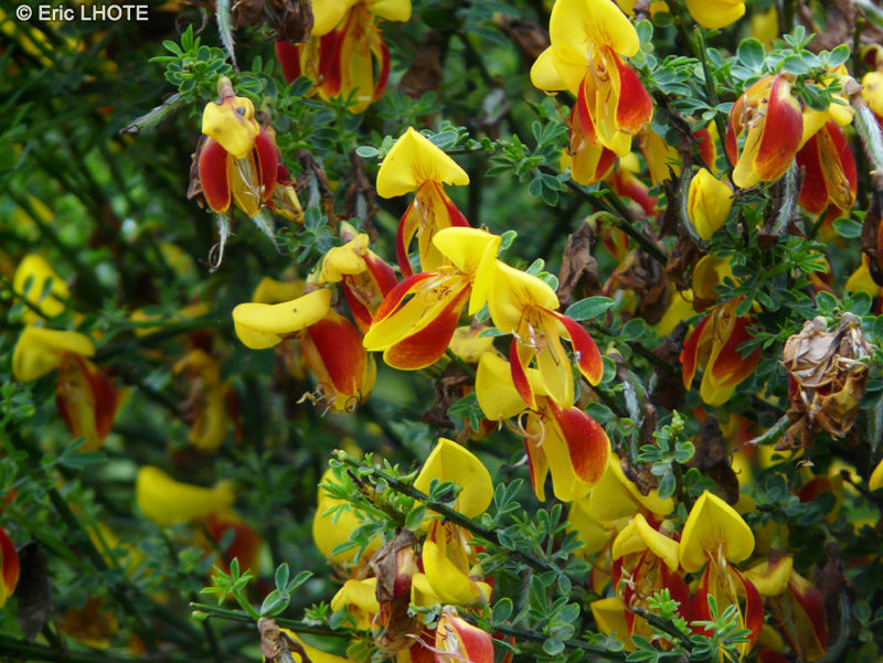 Fabaceae - Cytisus scoparius Andreanus - Gen&ecirc;t &agrave; balai Andreanus