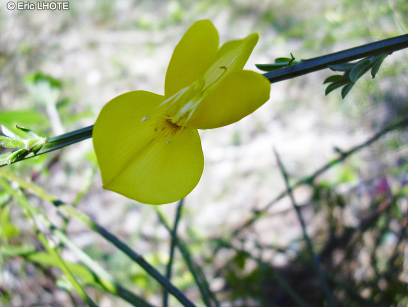 Fabaceae - Cytisus scoparius - Gen&ecirc;t &agrave; balais, Brande, Juniesse, Genettier, Spartier &agrave; balais