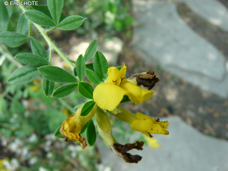  - Cytisus supinus - 