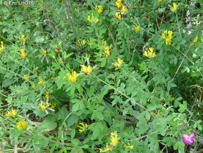 Fabaceae - Cytisus supinus - Petite cytise couch&eacute;e