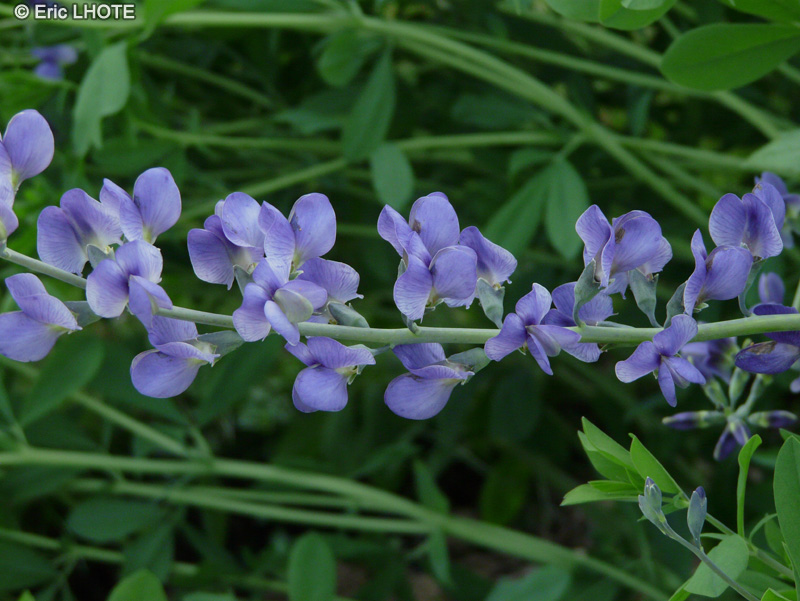  - Dalea leporina, Dalea alopecuroides - 