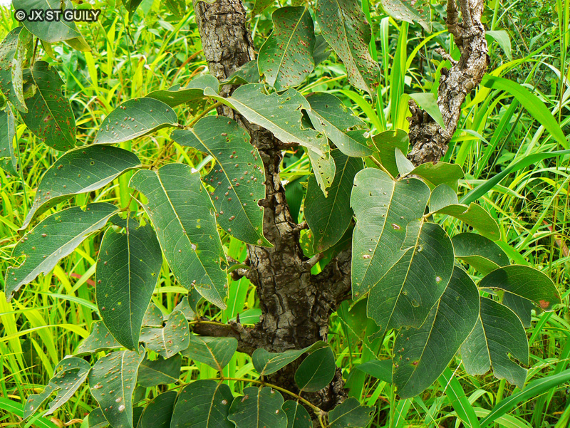 Fabaceae - Daniellia oliveri - Saucissonnier