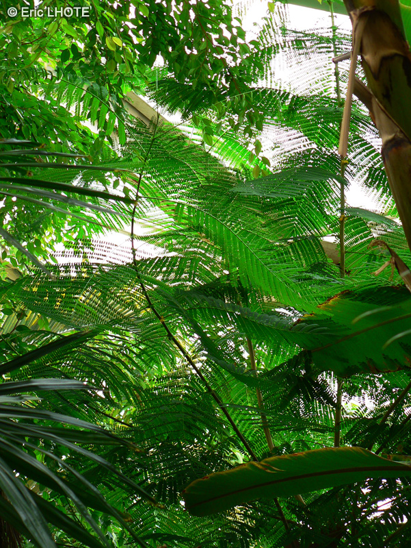  - Delonix regia - 