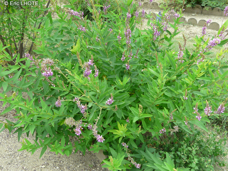  - Desmodium canadense - 