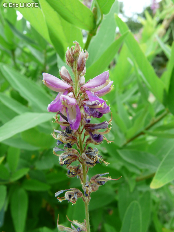 Fabaceae - Desmodium canadense - Desmodie du Canada