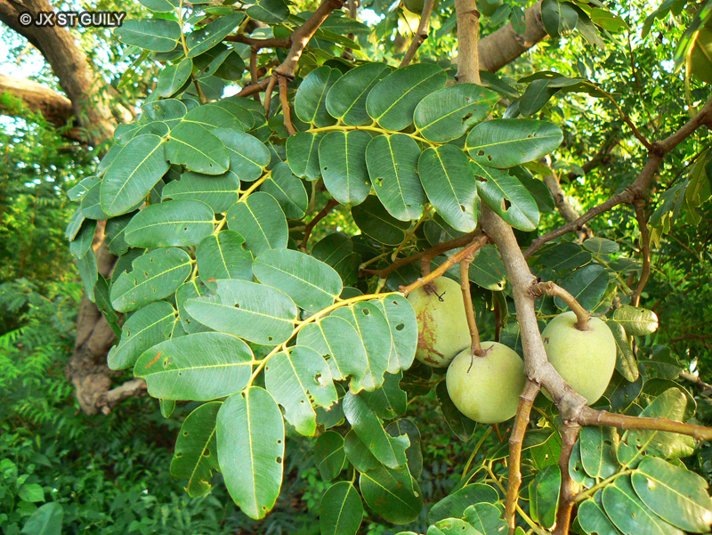 Fabaceae - Detarium senegalense - Détar, Ditar, Ditakh