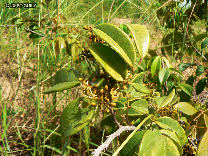 Fabaceae - Dialium guinense - Dialium