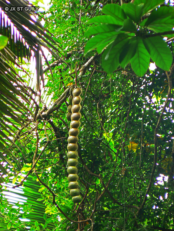 Fabaceae - Entada rheedii - Haricot de St Thomas