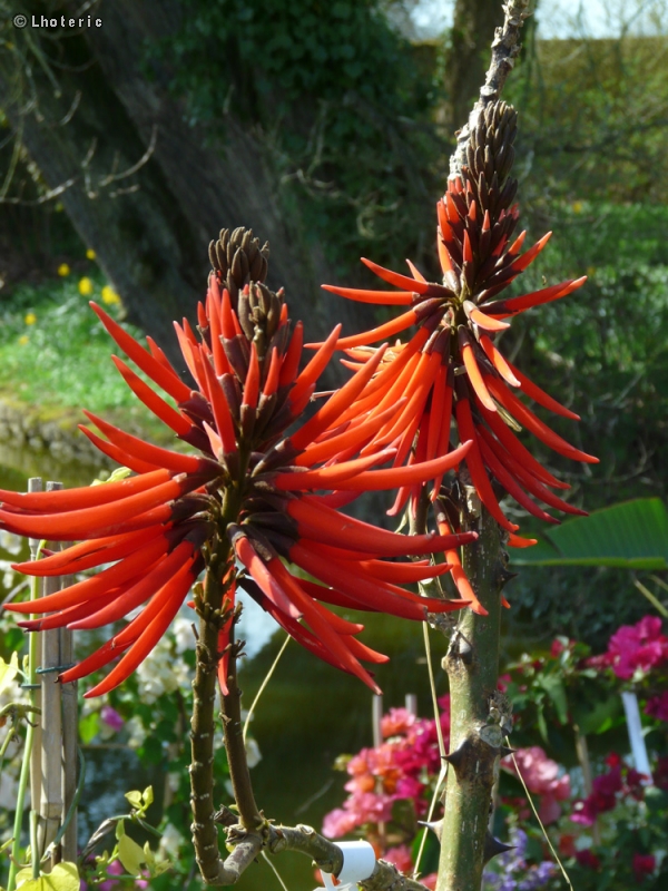 - Erythrine speciosa - 