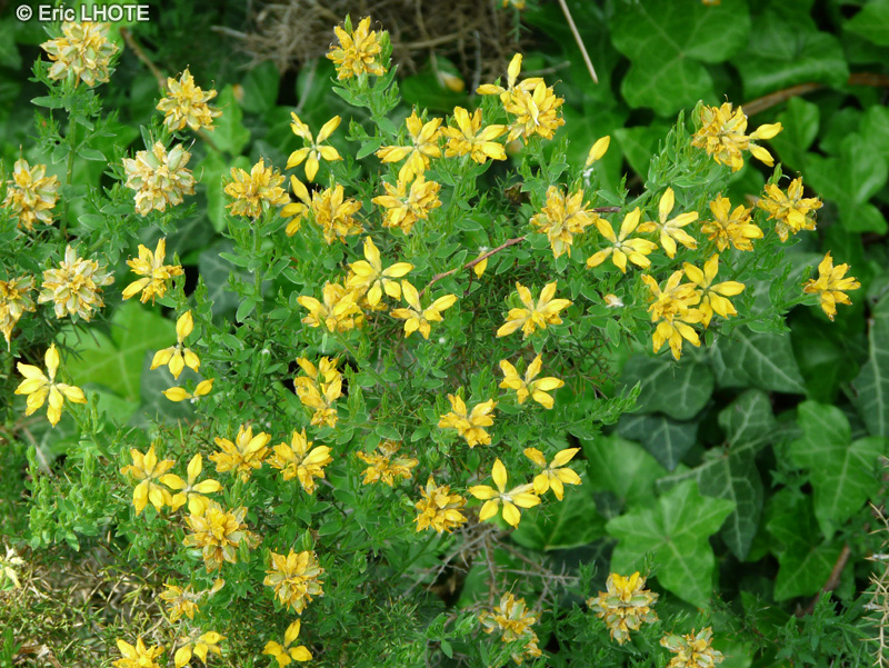 Fabaceae - Genista hispanica - Genêt d’Espagne