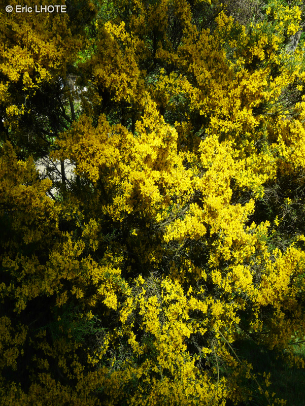 Fabaceae - Genista scorpius - Gen&ecirc;t &eacute;pineux, Gen&ecirc;t scorpion
