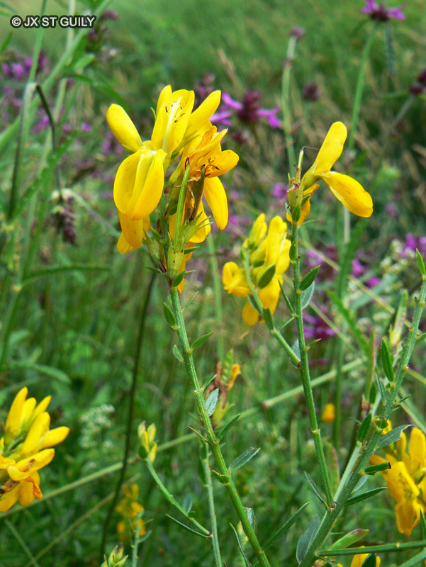  - Genista tinctoria - 