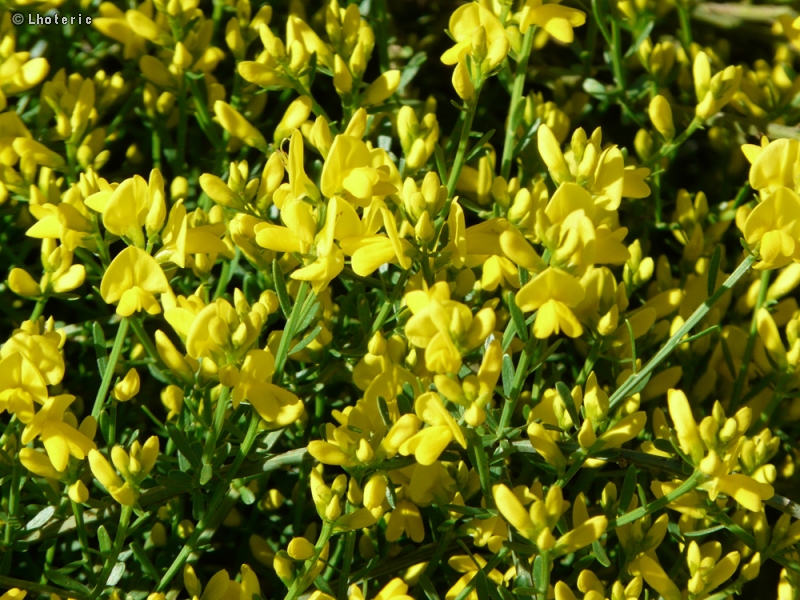  - Genista tinctoria - 