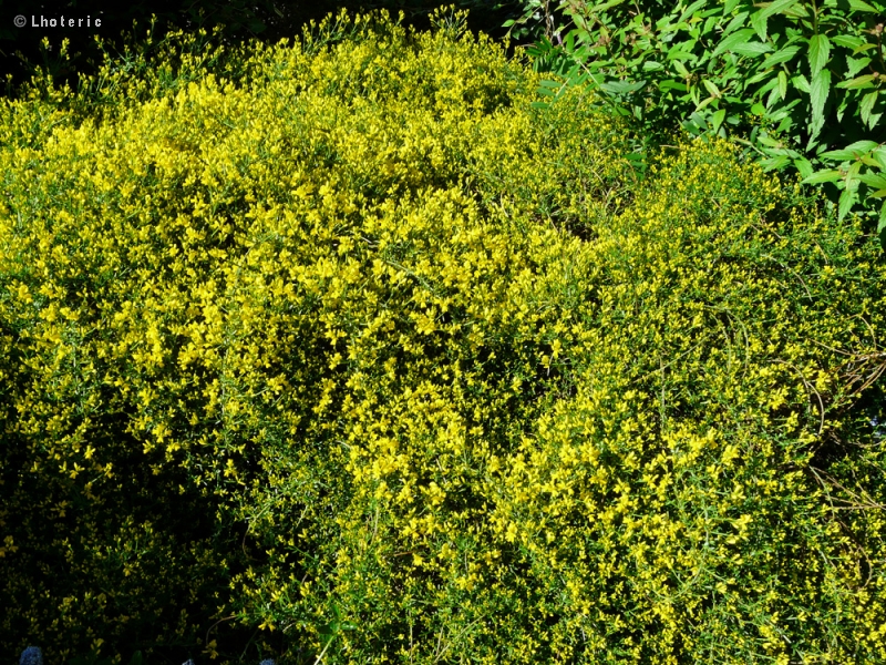  - Genista tinctoria - 