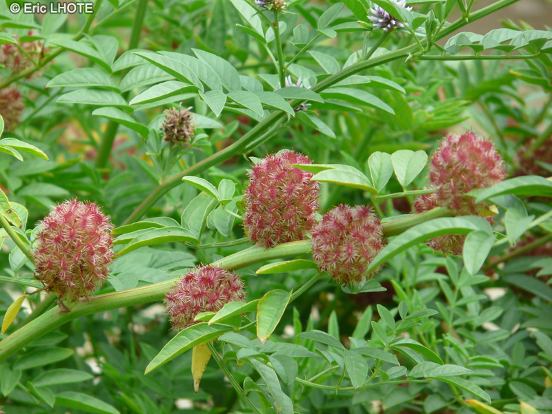  - Glycyrrhiza echinata, Glycyrrhiza muricata - 