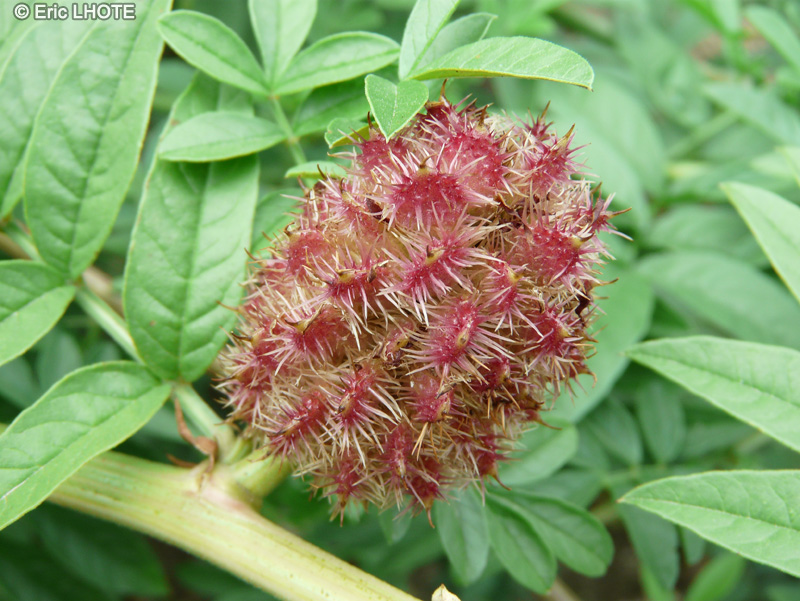  - Glycyrrhiza echinata, Glycyrrhiza muricata - 