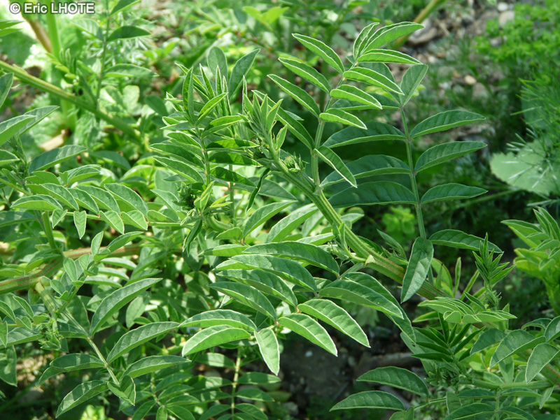  - Glycyrrhiza echinata, Glycyrrhiza muricata - 