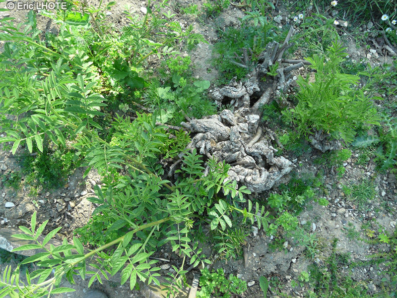  - Glycyrrhiza echinata, Glycyrrhiza muricata - 