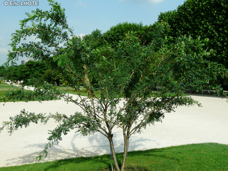  - Halimodendron halodendron, Halimodendron argenteum - 