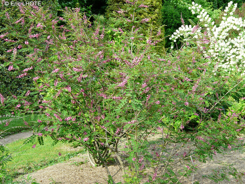  - Indigofera potaninii - 