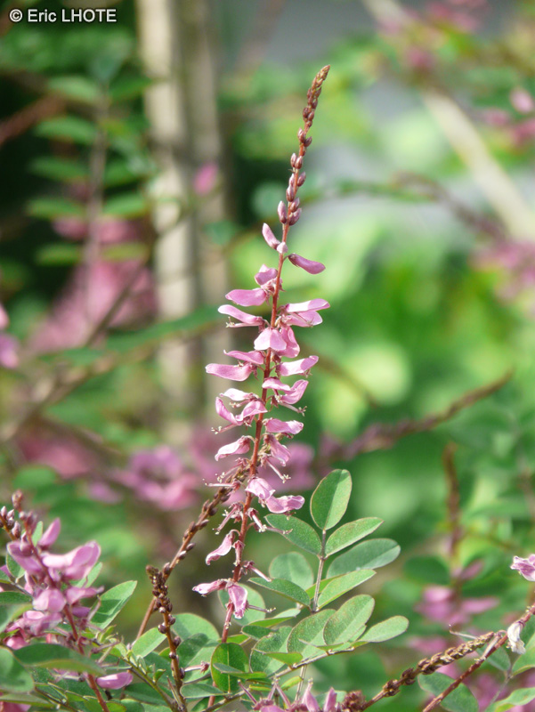 Fabaceae - Indigofera potaninii - Indigotier