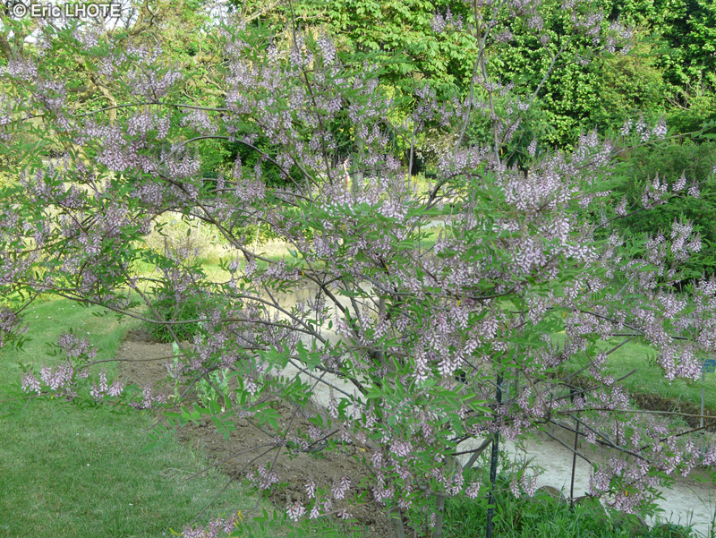  - Indigofera tinctoria - 