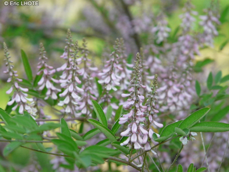  - Indigofera tinctoria - 